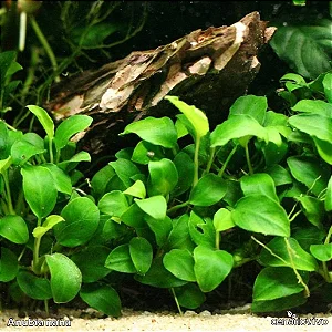 Anubia Nana